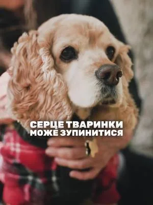 Чи дбаєте ви про здорове серце свого улюбленця? #esviarpharm #ветпрепарати #серцетварини #здоровятварин #собака