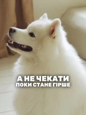 А ви помічаєте маленькі зміни в своєму хвостику? #esviarpharm #ветпрепарати #здоровятварин #собака